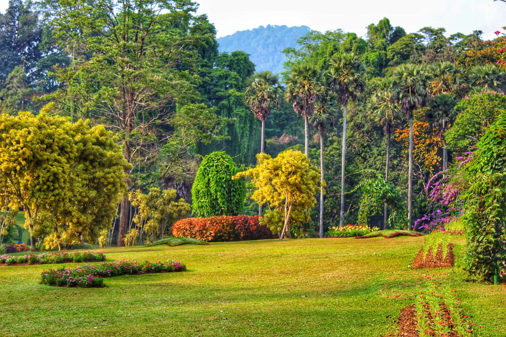 Kandy - botanischer Garten