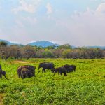 Minneriya Nationalpark - Sri Lanka
